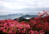 龟峰山 有一场烂漫的花事