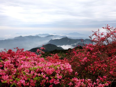 龟峰山 有一场烂漫的花事